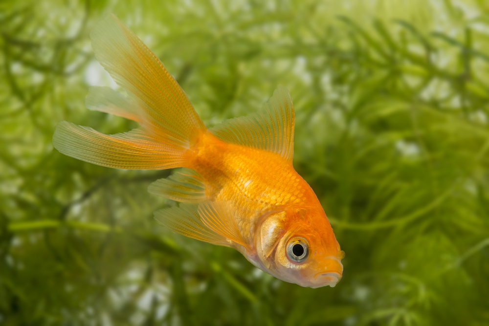 Fisk i akvarium